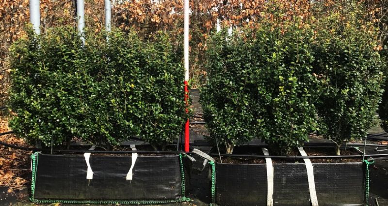 Instant Hedge Ilex crenata ‘Carolina Upright’ in Hedge Bag (60 - 70 cm High x 40cm Deep x 100cm Long)